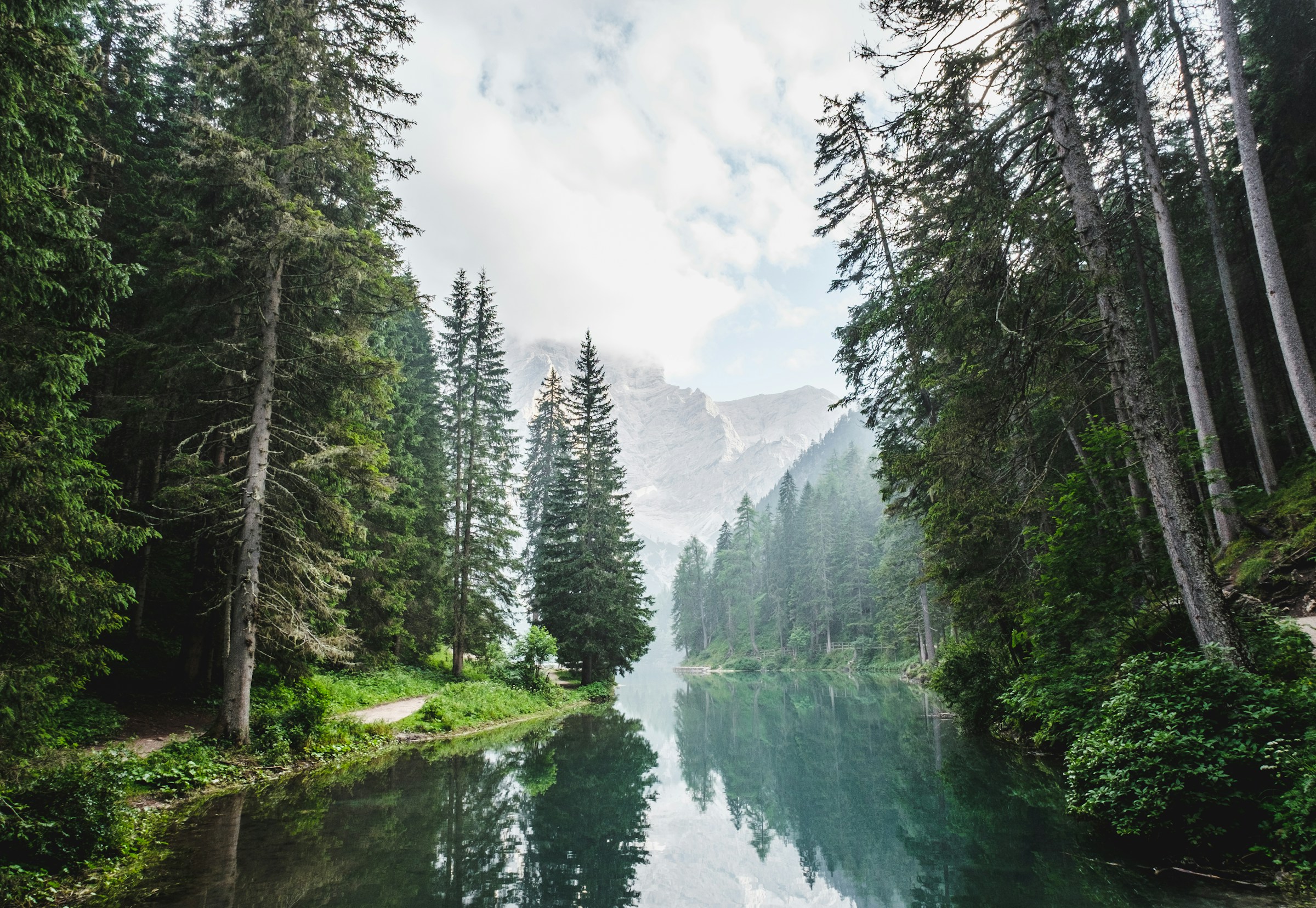Pond surrounded by pine trees during the day